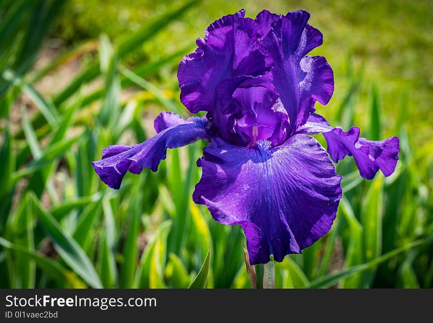 Flower, Blue, Plant, Purple