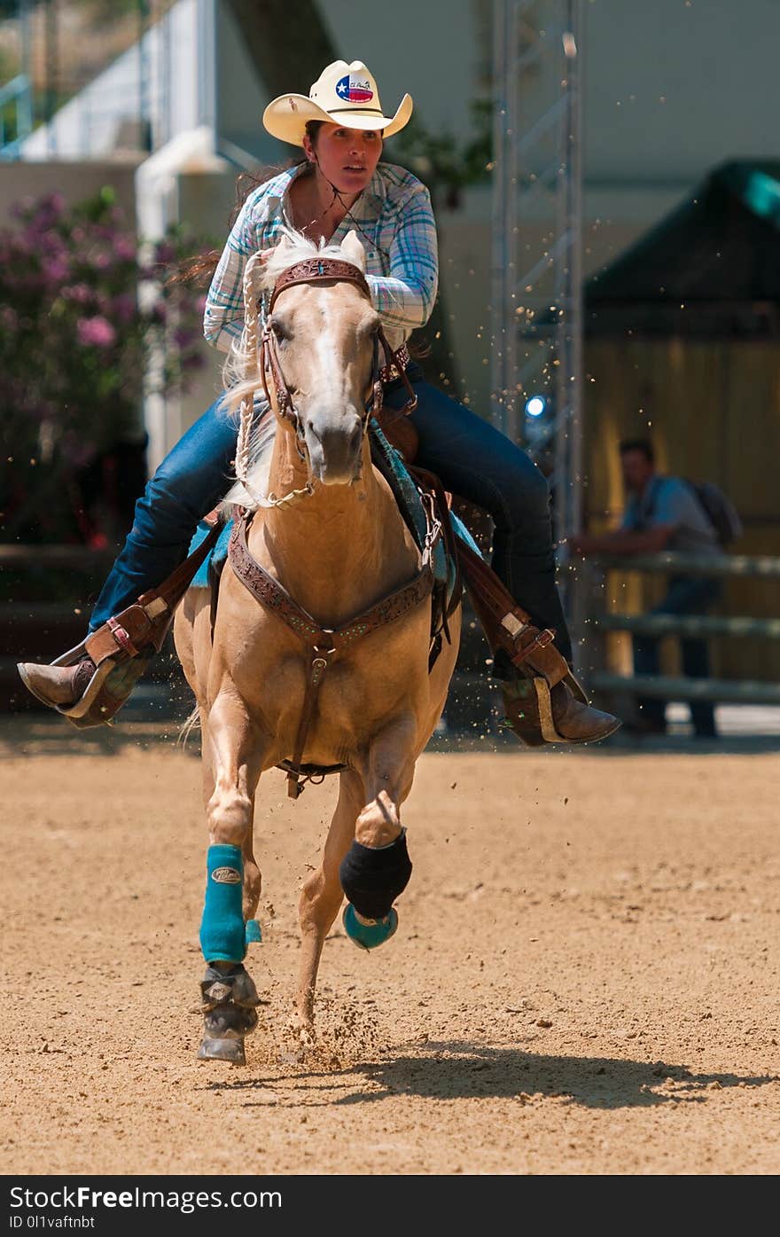 Rein, Bridle, Horse, Animal Sports