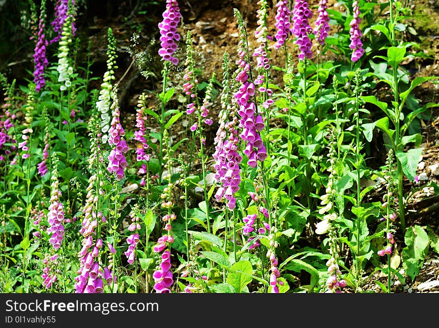 Plant, Flower, Digitalis, Flora