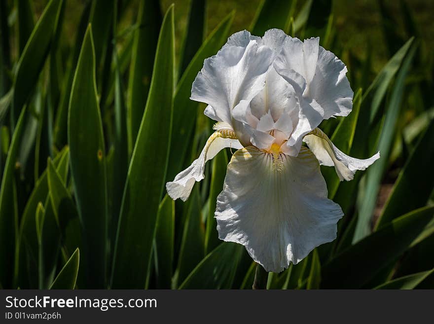 Flower, Plant, Flowering Plant, Spring