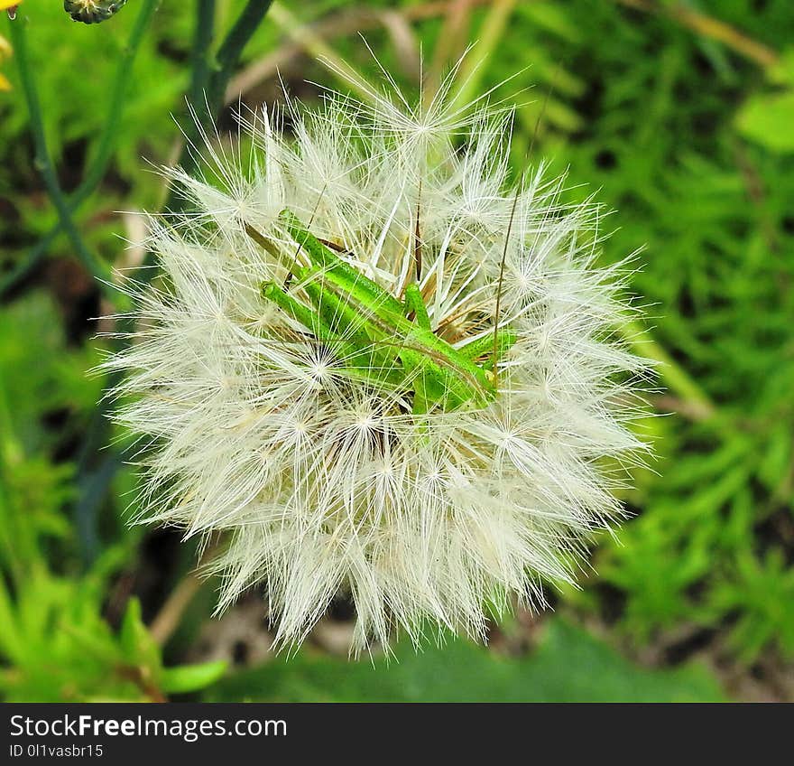 Flora, Plant, Flower, Close Up