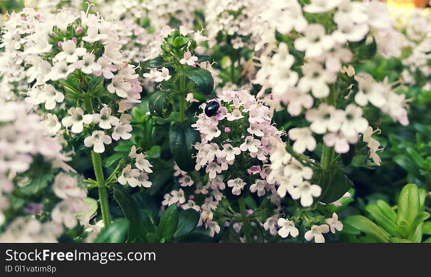 Flower, Plant, Spring, Alyssum