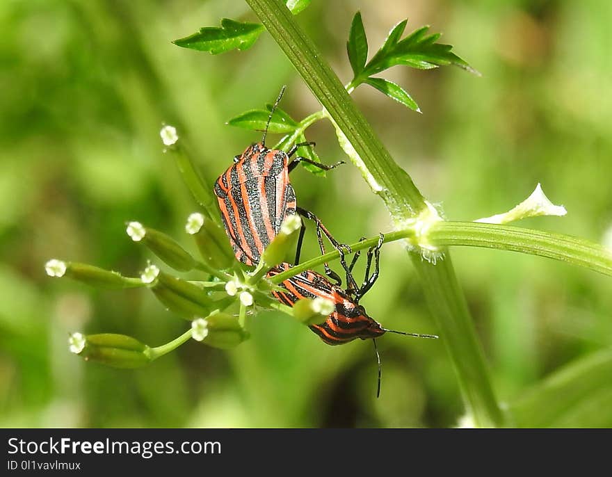 Insect, Invertebrate, Nectar, Butterfly