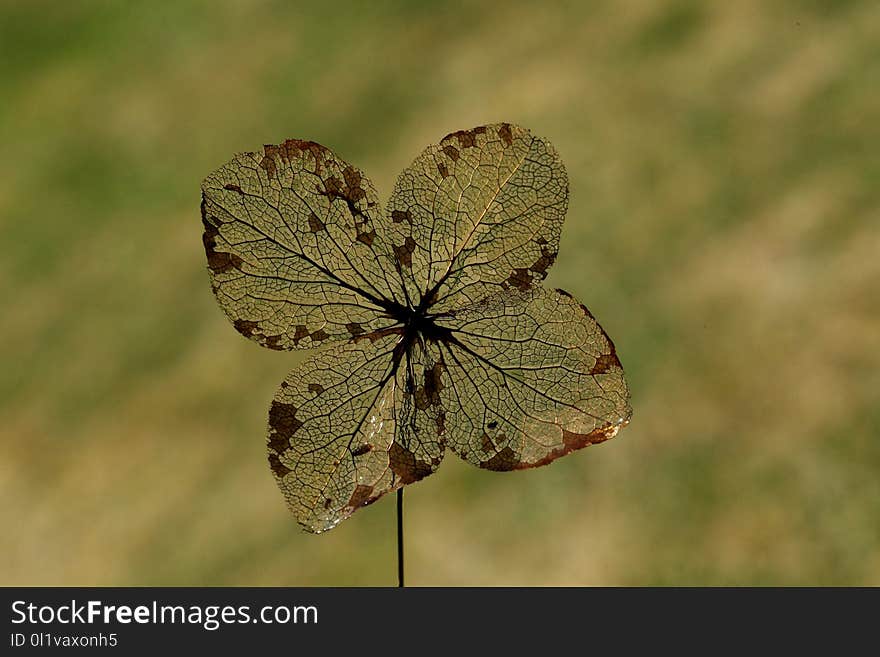 Butterfly, Insect, Moths And Butterflies, Lycaenid