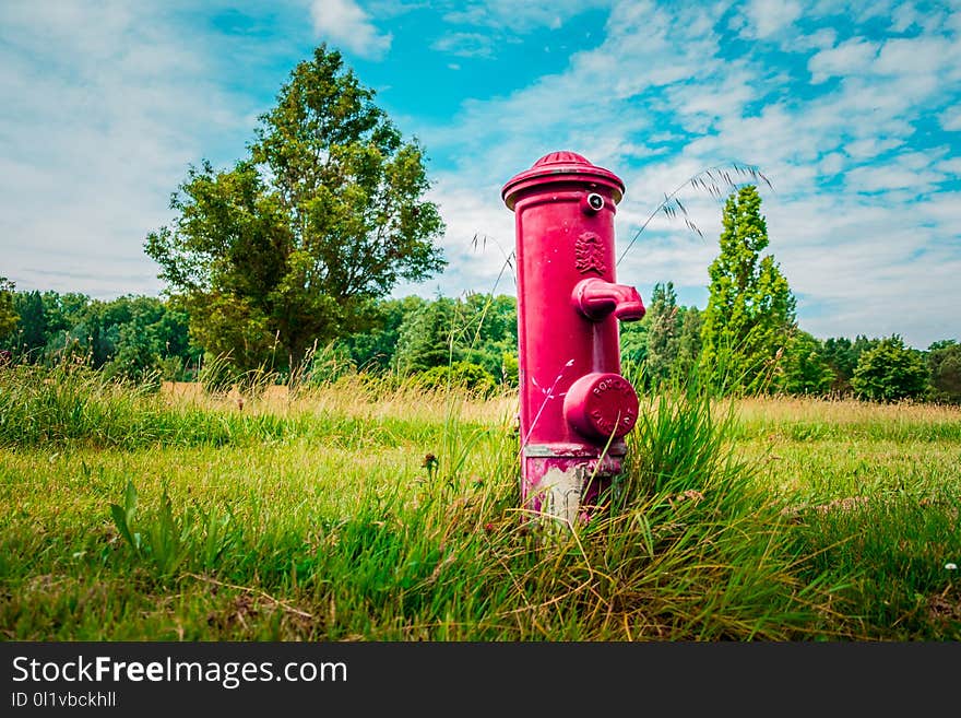 Green, Grass, Field, Grassland