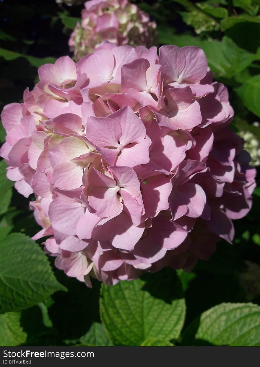 Flower, Plant, Flowering Plant, Hydrangea