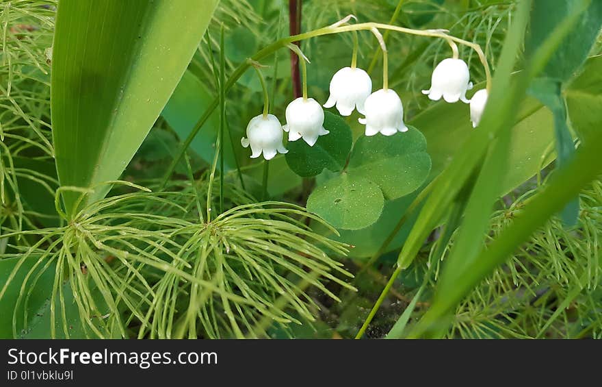 Vegetation, Plant, Grass, Flora