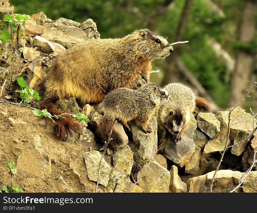 Mammal, Fauna, Marmot, Terrestrial Animal