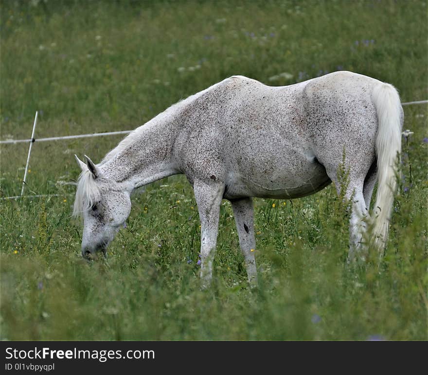 Pasture, Ecosystem, Grassland, Grazing