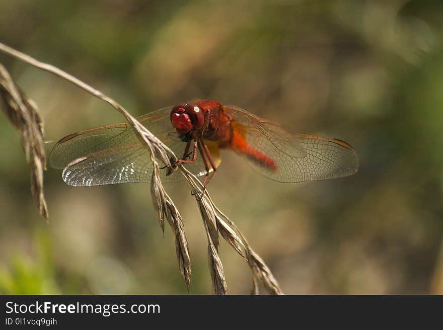 Insect, Dragonfly, Invertebrate, Dragonflies And Damseflies