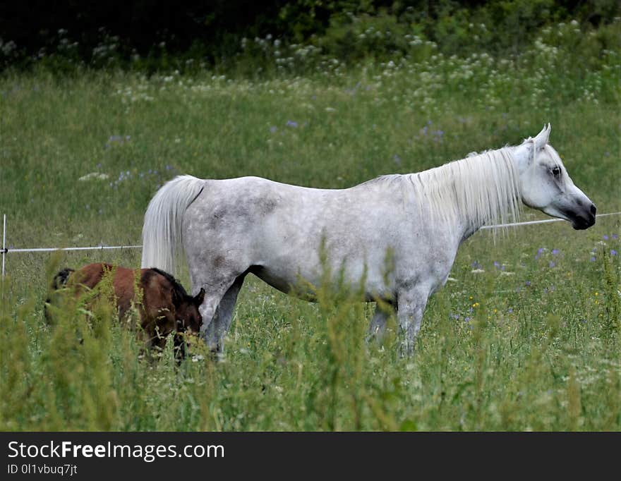 Horse, Pasture, Grassland, Ecosystem