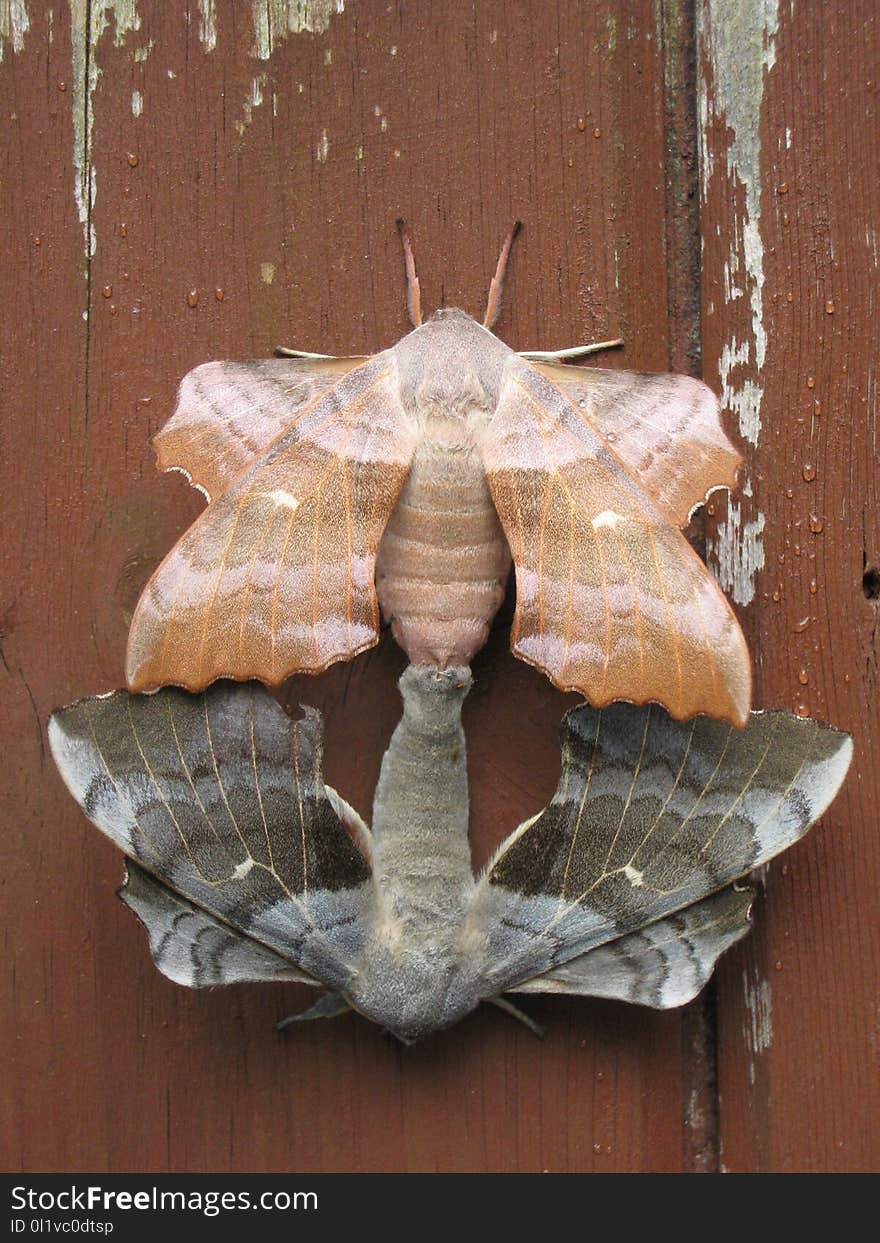 Moths And Butterflies, Moth, Insect, Fauna