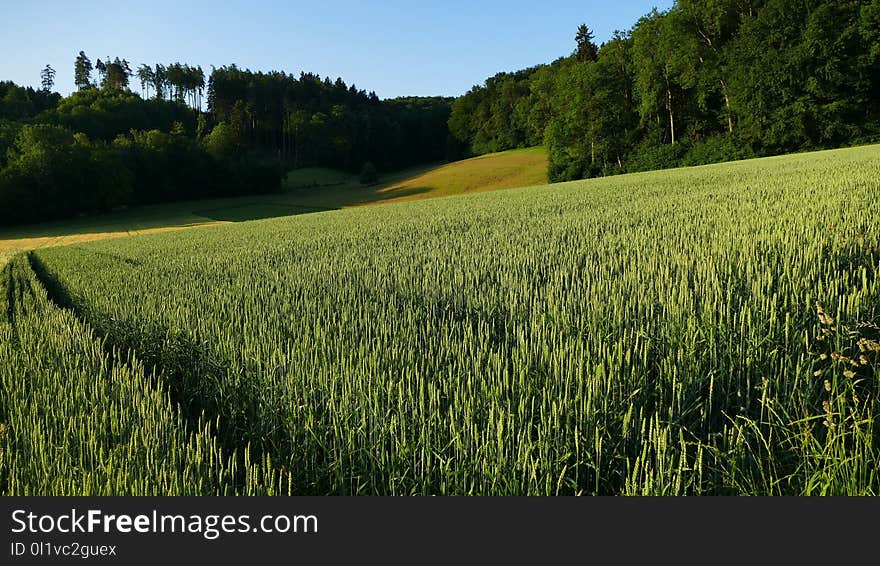 Field, Ecosystem, Crop, Grass Family