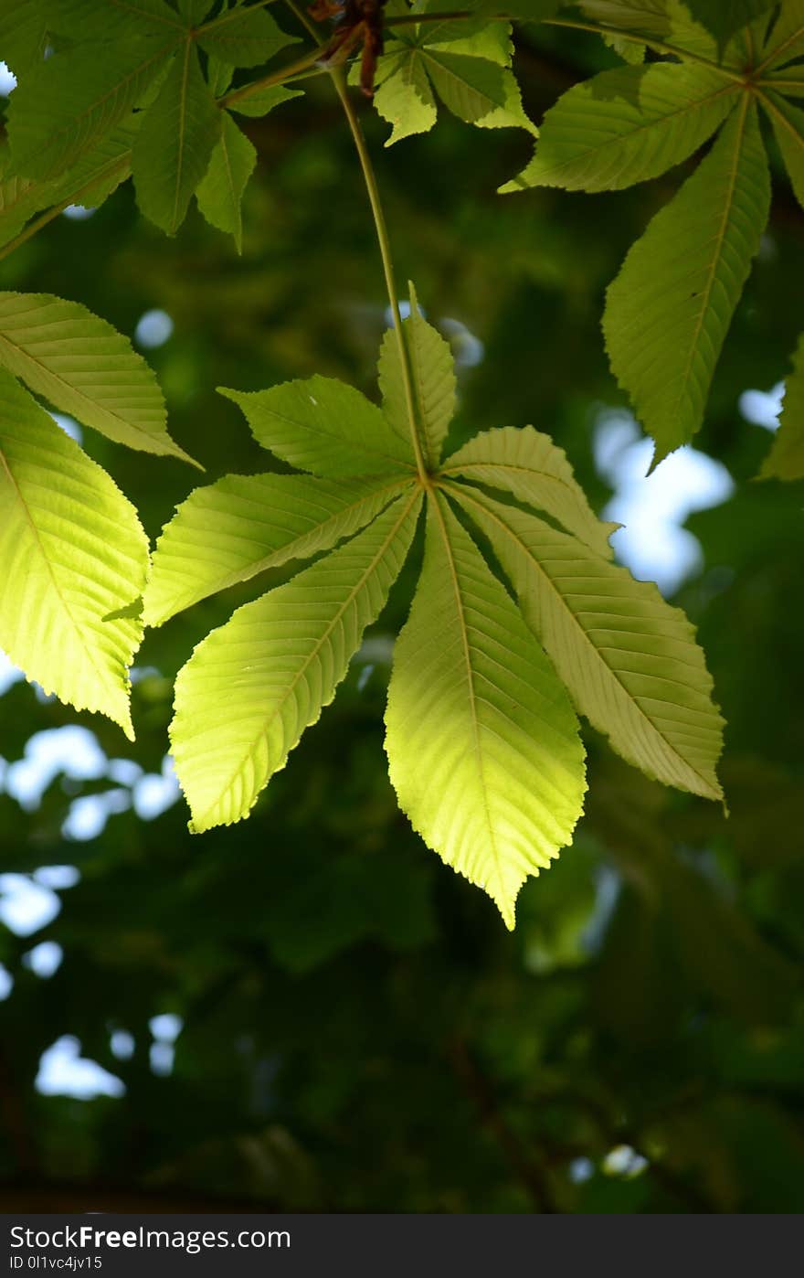 Leaf, Vegetation, Deciduous, Sunlight