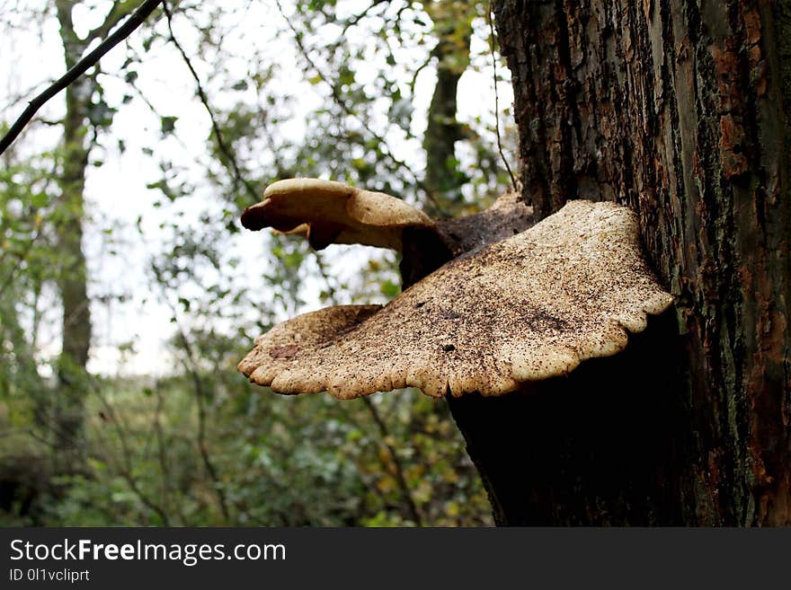 Tree, Fungus, Leaf, Trunk