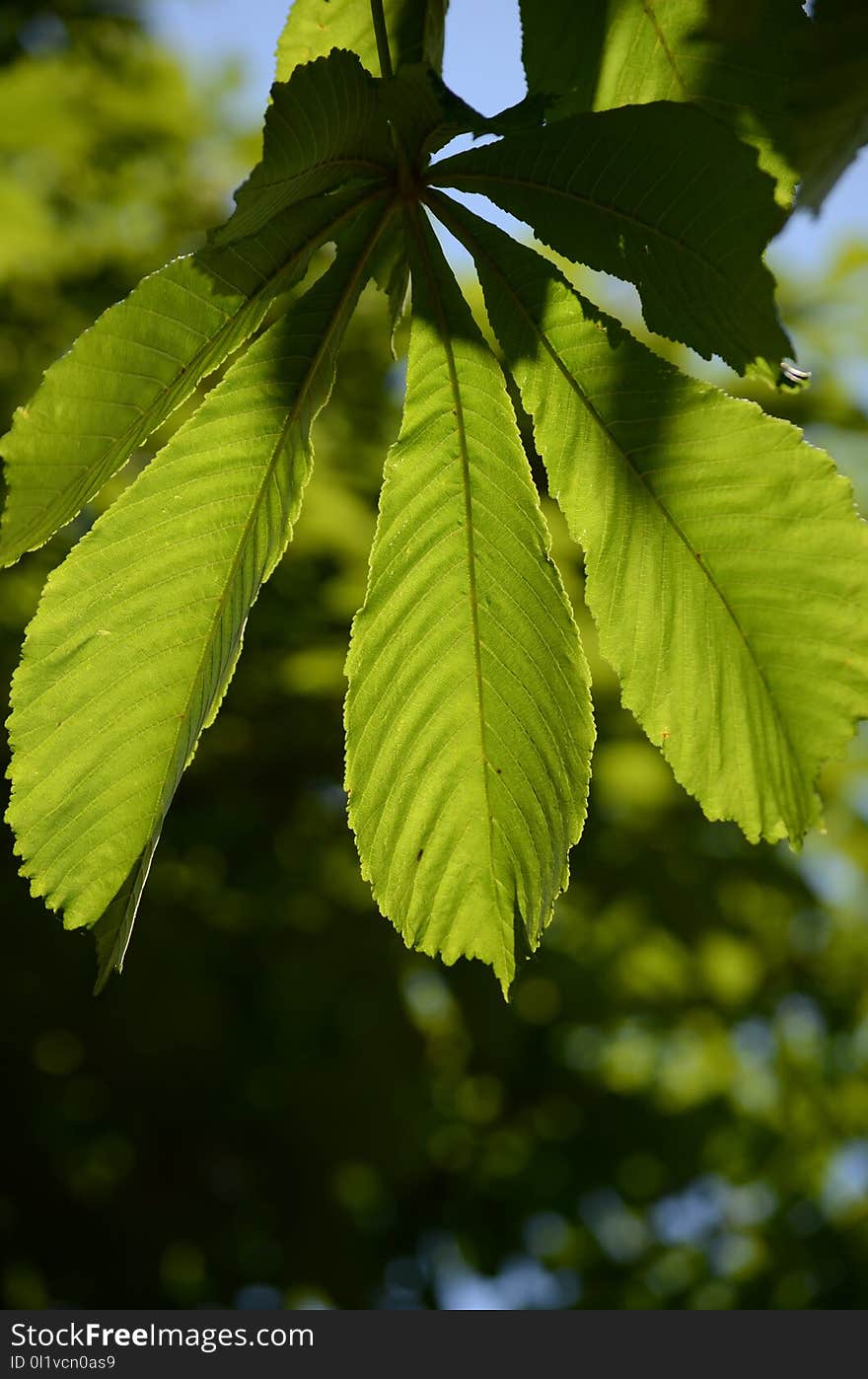 Leaf, Vegetation, Deciduous, Tree