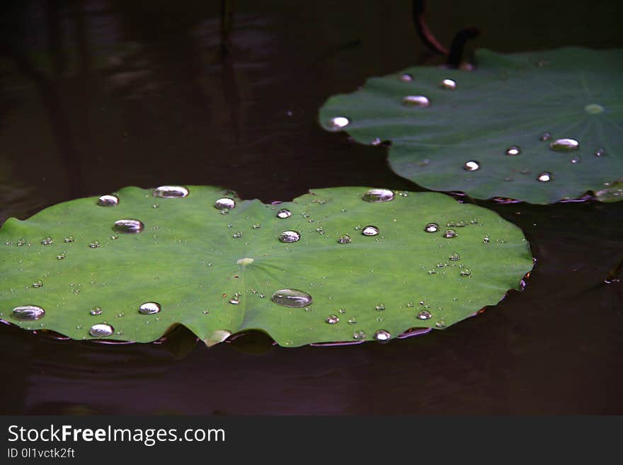 Water, Leaf, Green, Dew