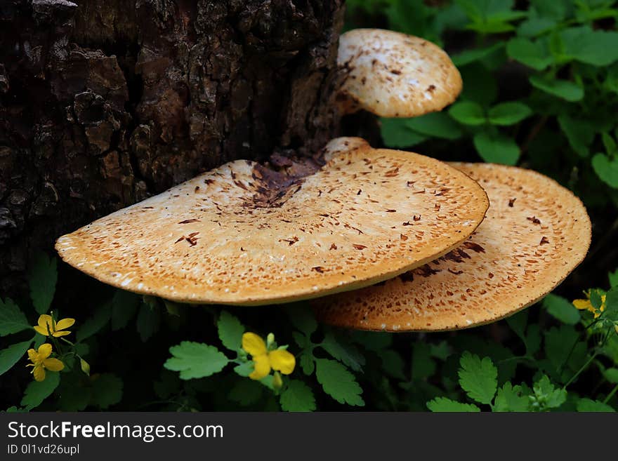 Fungus, Mushroom, Medicinal Mushroom, Agaricomycetes