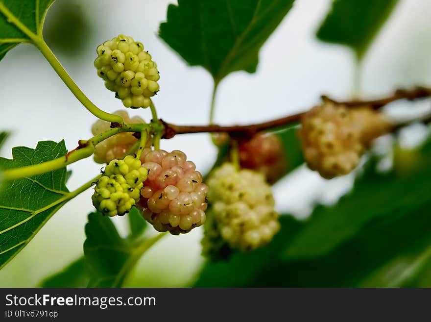 Mulberry, Fruit Tree, Fruit, Red Mulberry