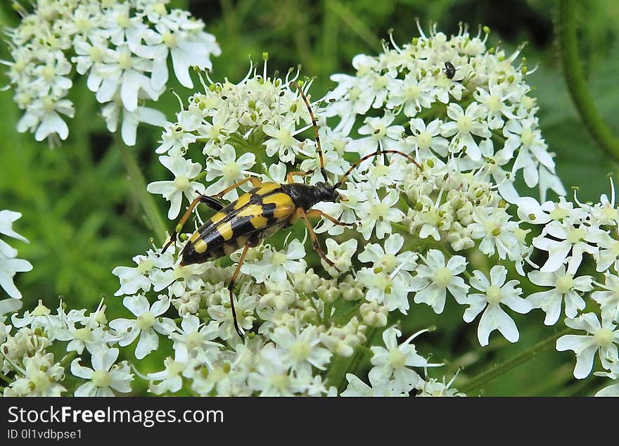 Parsley Family, Flora, Apiales, Plant