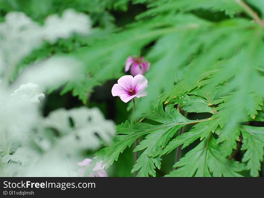 Flower, Plant, Flora, Flowering Plant