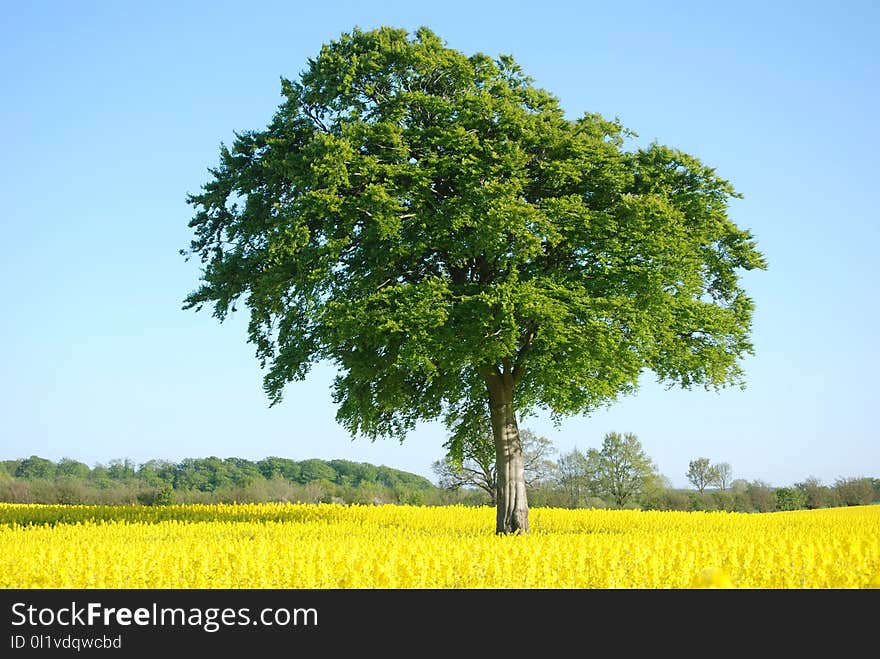 Tree, Field, Crop, Sky