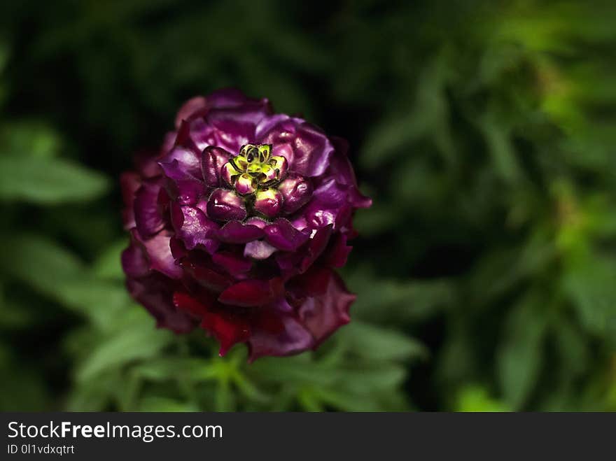 Flower, Purple, Plant, Petal