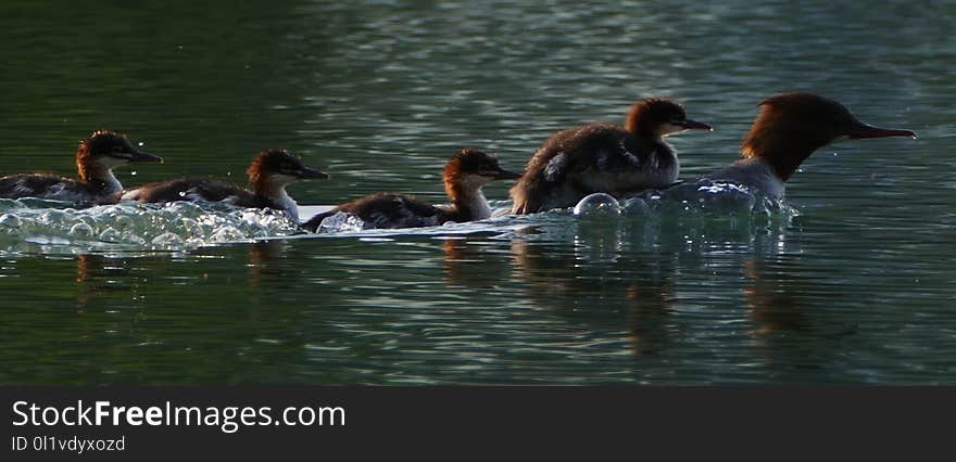 Bird, Duck, Water, Water Bird