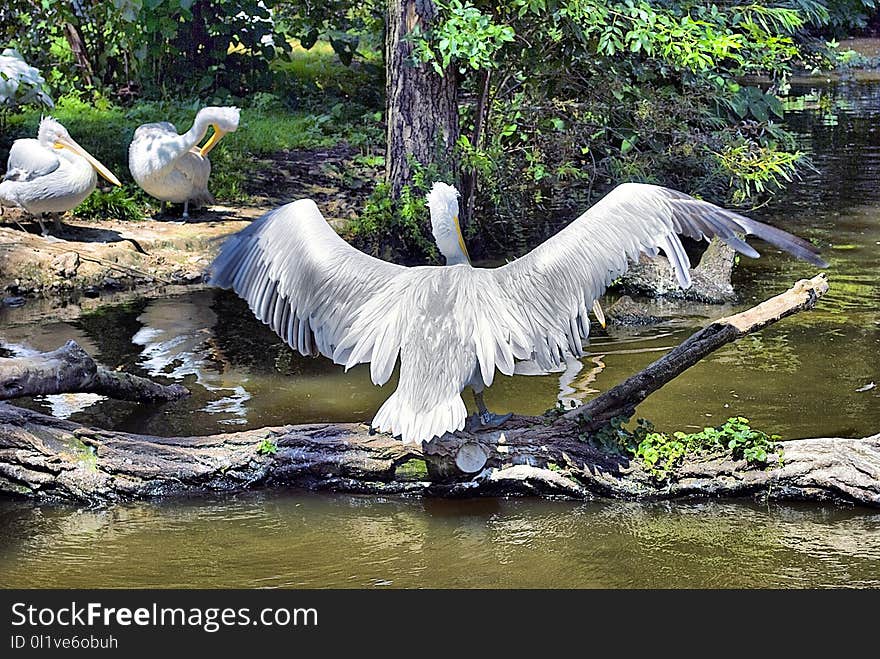 Water, Bird, Fauna, Beak