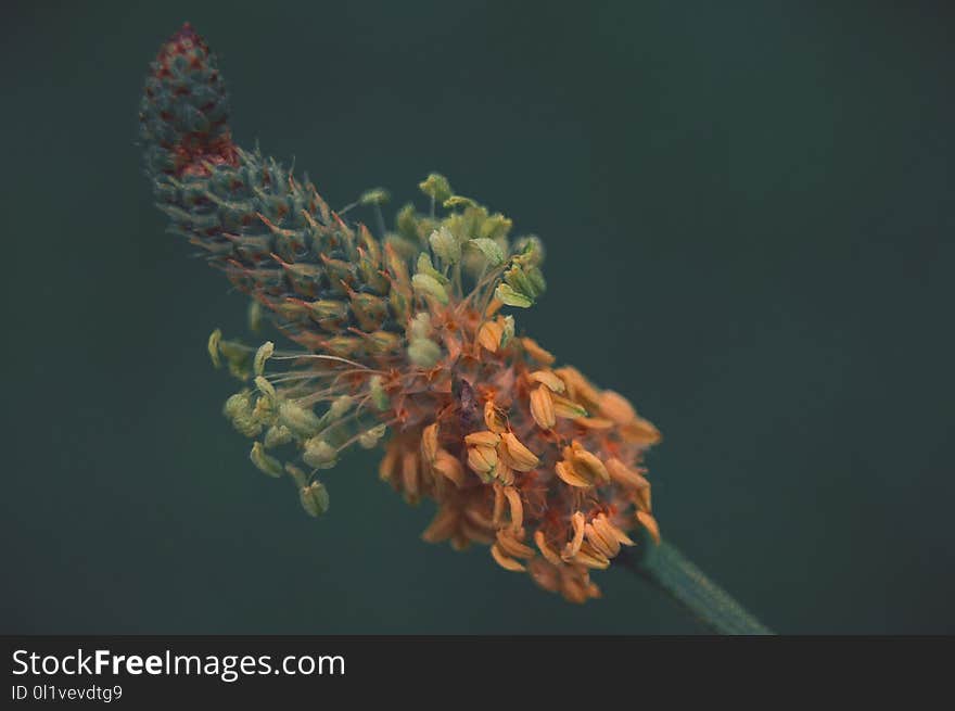 Close Up, Bud, Branch, Twig