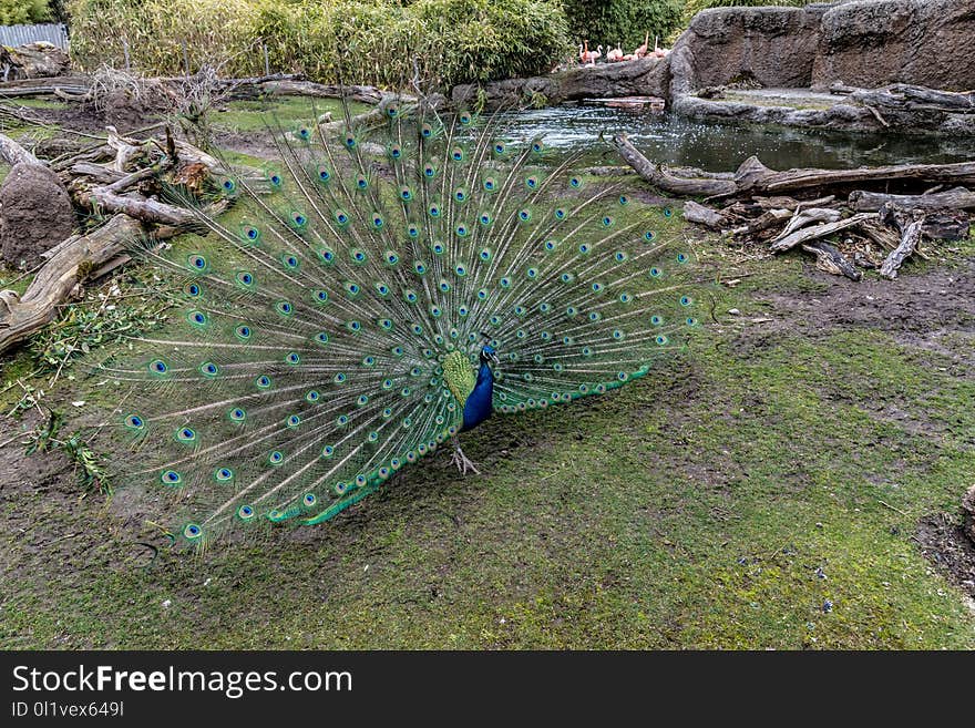 Peafowl, Galliformes, Nature Reserve, Bird