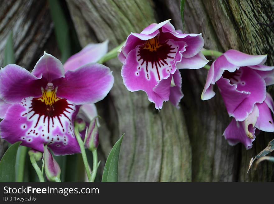 Flower, Plant, Flowering Plant, Flora