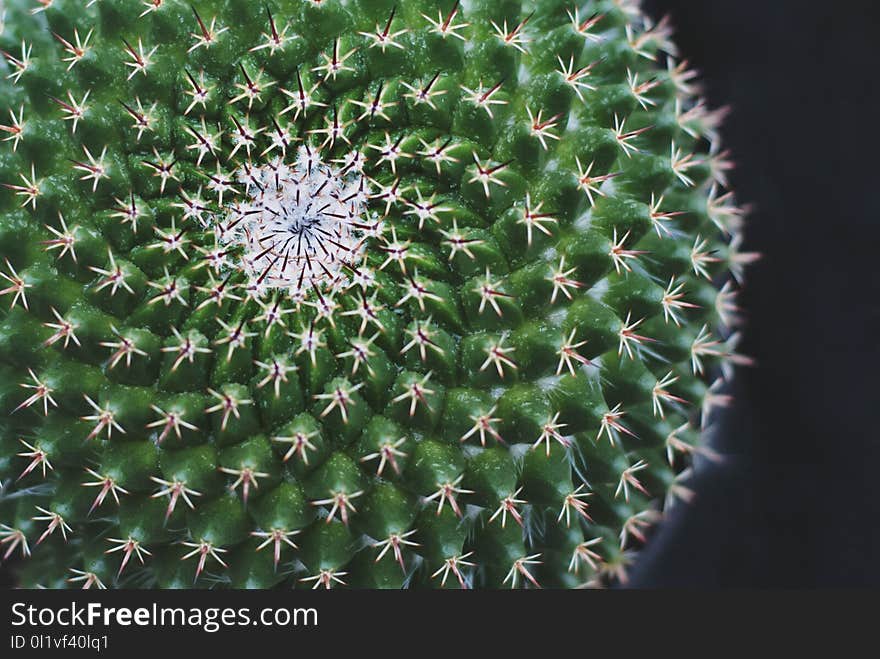 Plant, Cactus, Thorns Spines And Prickles, Vegetation