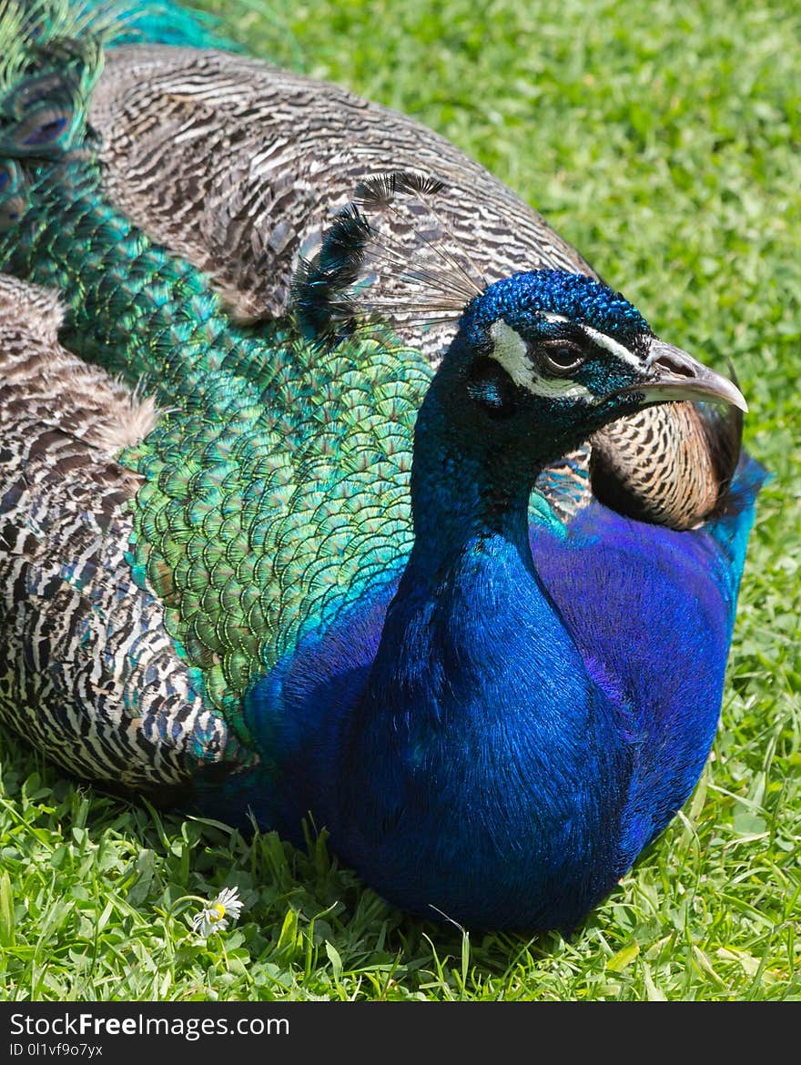 Peafowl, Beak, Fauna, Bird