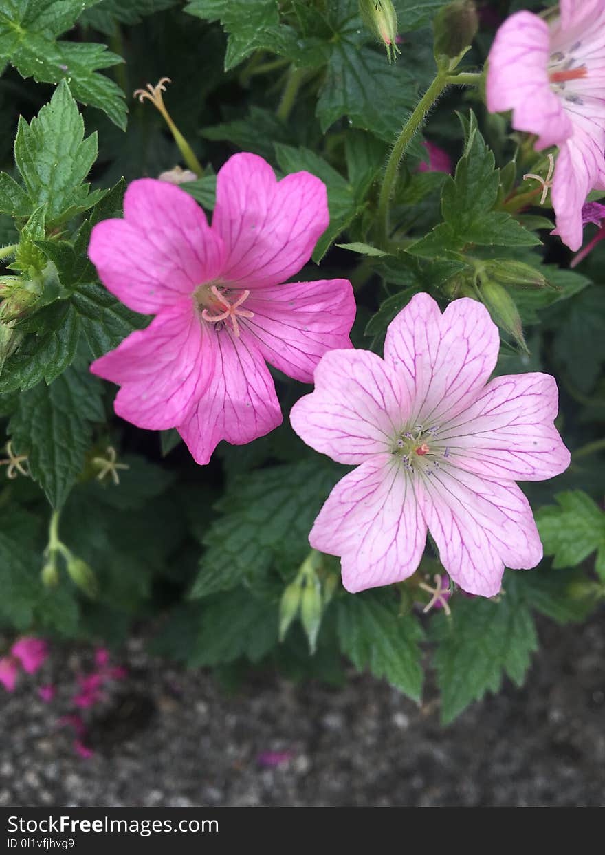 Flower, Plant, Geranium, Geraniales