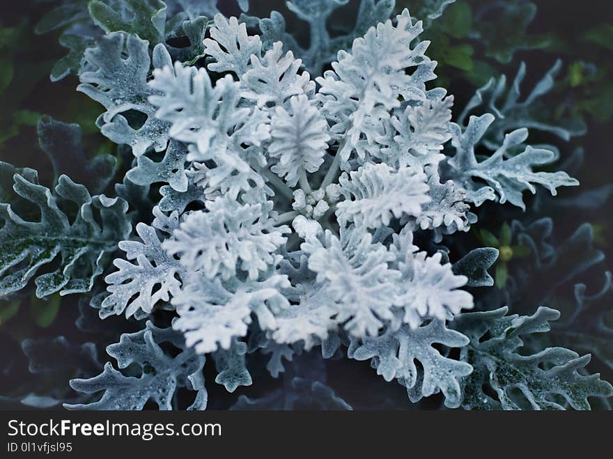 Frost, Freezing, Branch, Fir