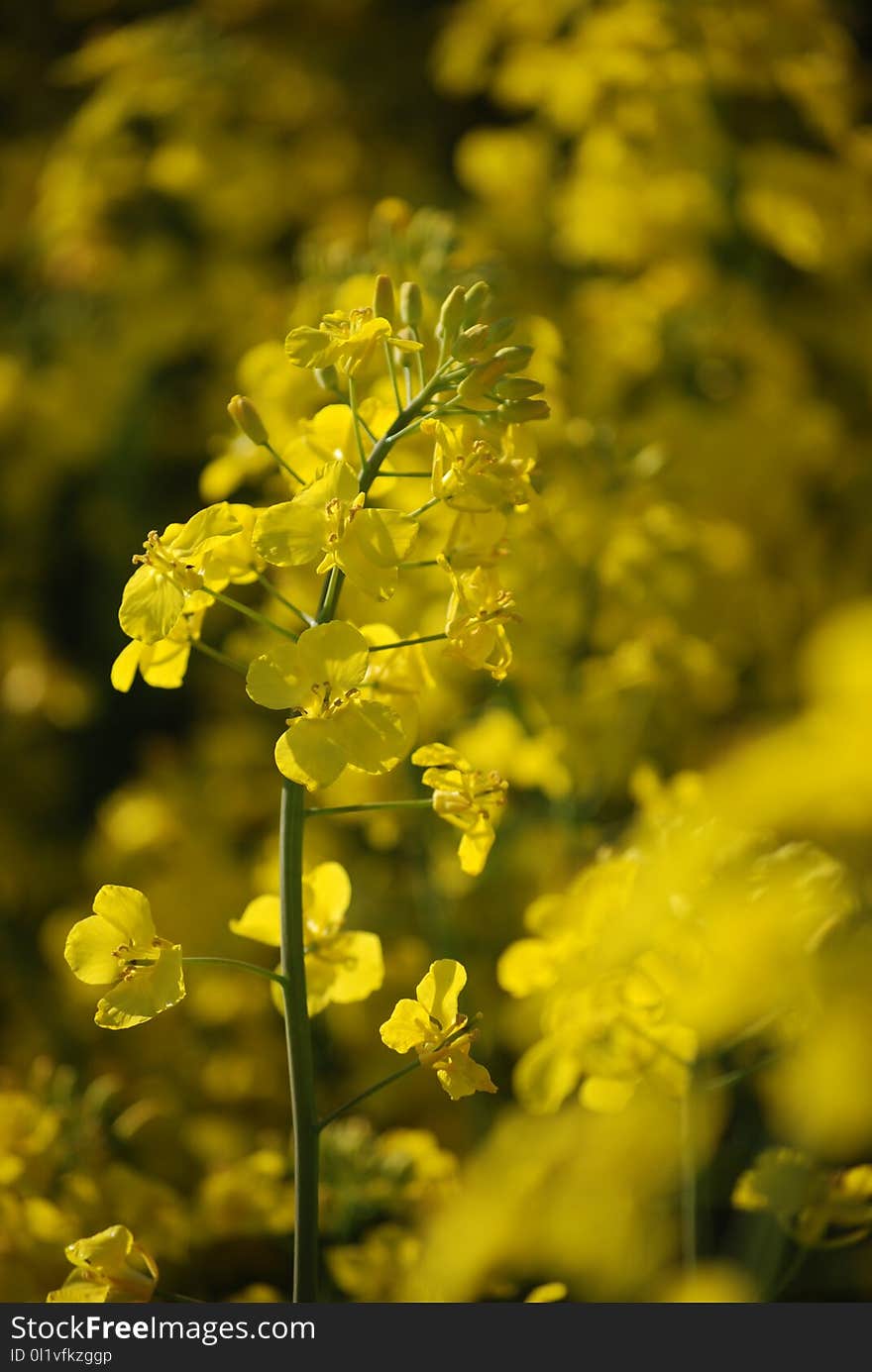 Rapeseed, Yellow, Canola, Mustard Plant