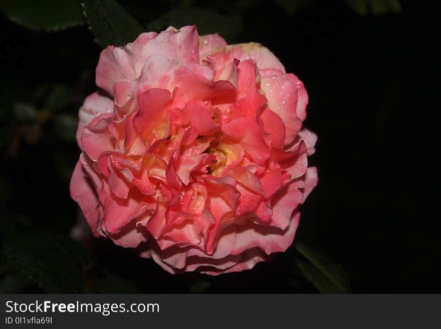 Flower, Pink, Floribunda, Flowering Plant