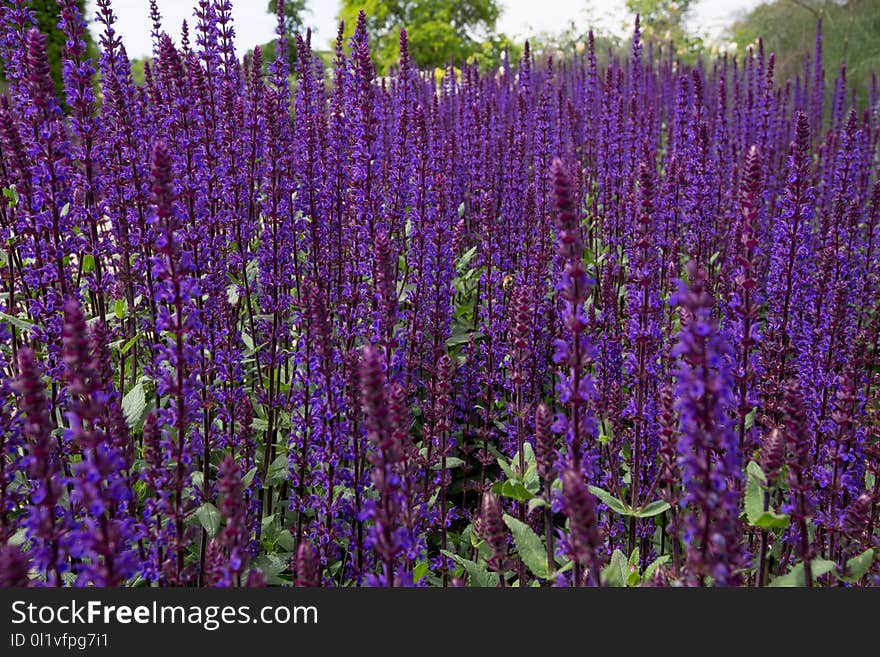 Plant, Common Sage, Purple, English Lavender