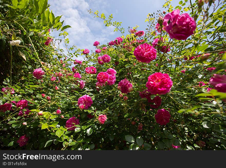 Flower, Plant, Flowering Plant, Rose Family