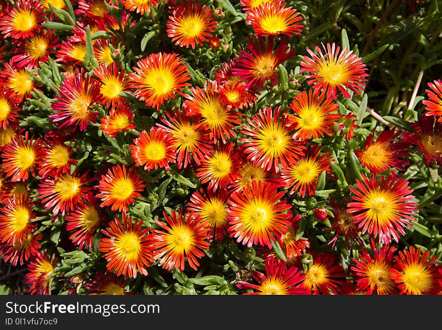 Flower, Plant, Vegetation, Pigface