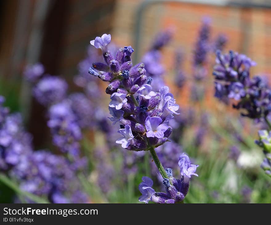 Flower, English Lavender, Plant, Lavender