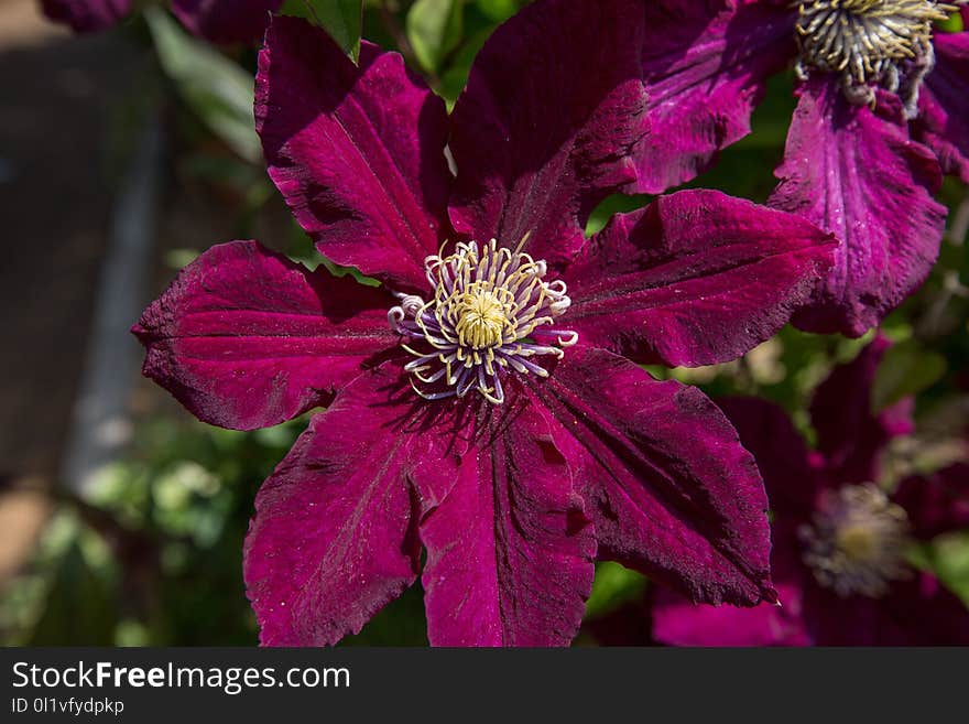 Flower, Plant, Flora, Flowering Plant