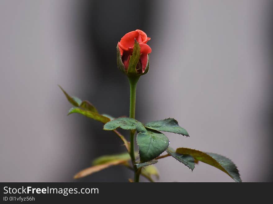 Flower, Bud, Rose Family, Flora