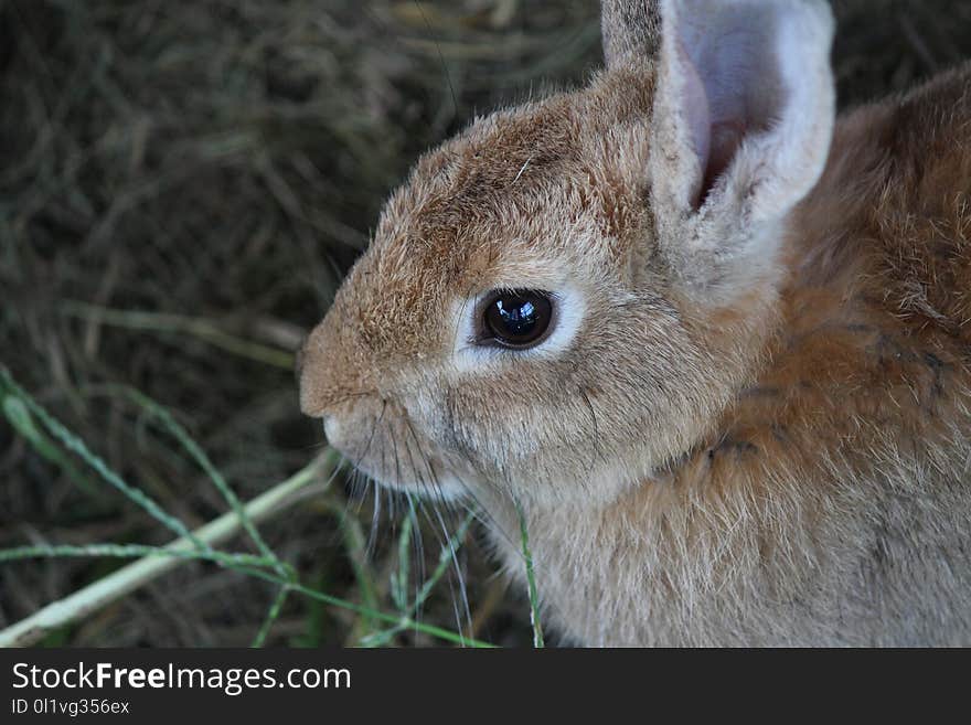 Fauna, Wildlife, Mammal, Rabbit