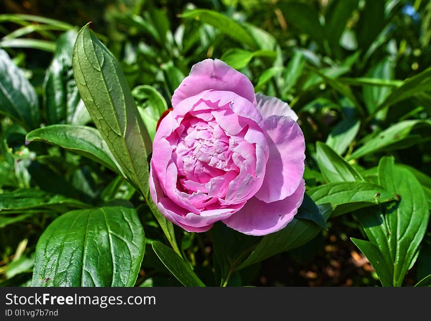 Flower, Plant, Flowering Plant, Peony