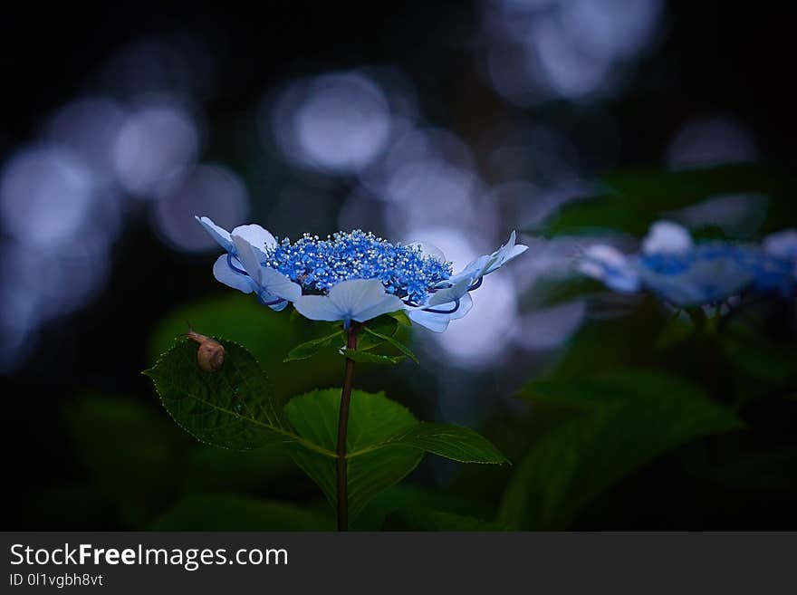 Flower, Plant, Flora, Water