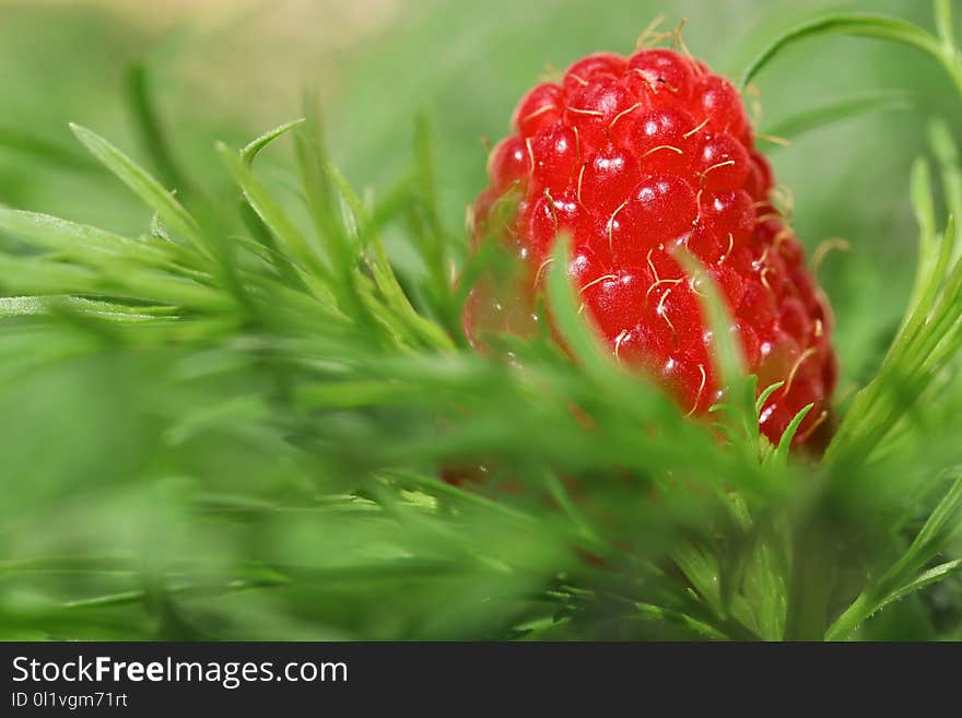 Natural Foods, Strawberries, Strawberry, Fruit