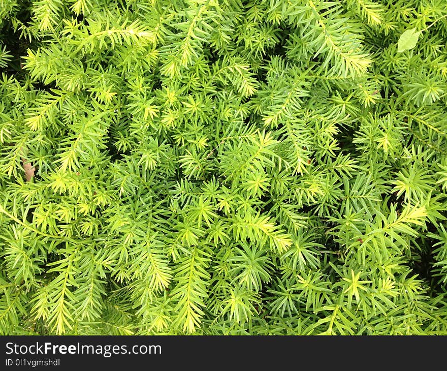 Plant, Vegetation, Tree, Spruce