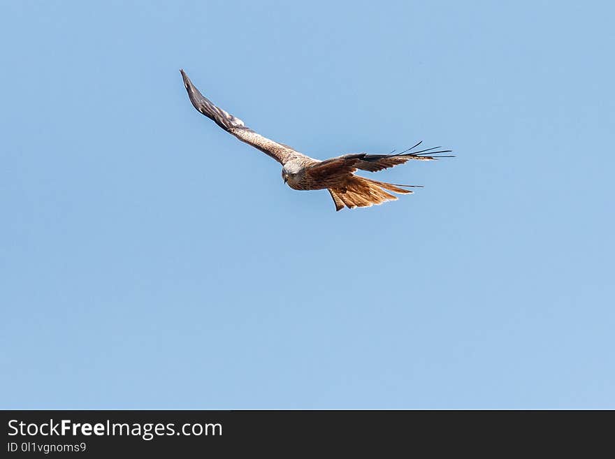 Accipitriformes, Bird, Eagle, Bird Of Prey